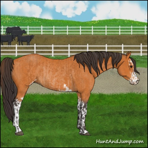 Horse Color:Buckskin Sabino Rabicano  and Buckskin Sabino Rabicano 