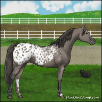 Horse Color:Grullo Appaloosa 