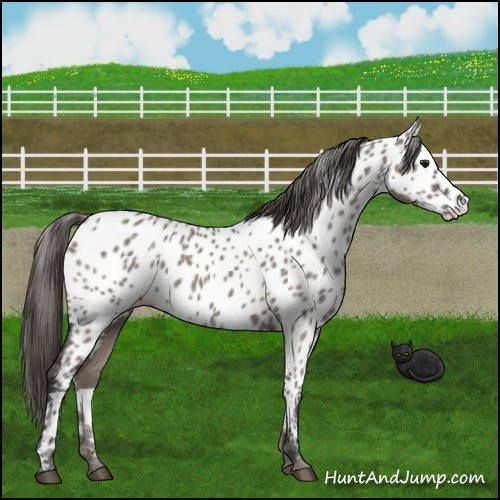 Horse Color:Grullo Appaloosa