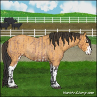 Horse Color:Bay Roan Sabino Rabicano  and Buckskin Roan Sabino Rabicano 