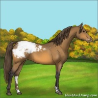 Horse Color:Buckskin Appaloosa