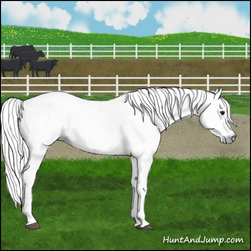 Horse Color:Gray Bay Sabino Rabicano  and Gray Bay Sabino Rabicano 