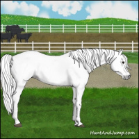 Horse Color:Gray Bay Sabino Rabicano  and Gray Bay Sabino Rabicano 
