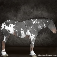 Horse Color:White Spotted Liver Chestnut 