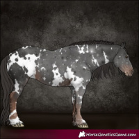 Horse Color:White Spotted Liver Chestnut 