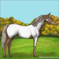 Horse Color:Chocolate Palomino Appaloosa 
