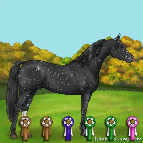 Horse Color:Black Appaloosa 