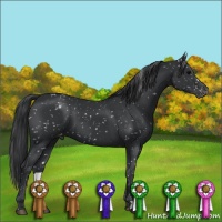 Horse Color:Black Appaloosa 