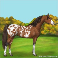 Horse Color:Buckskin Blanket 