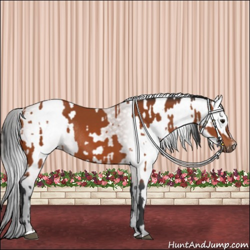 Horse Color:Bay Sabino Rabicano and Gray Bay Sabino Rabicano