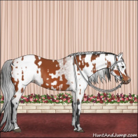 Horse Color:Bay Sabino Rabicano  and Gray Bay Sabino Rabicano 