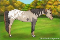 Horse Color:Grullo Appaloosa  and Red Dun Appaloosa 