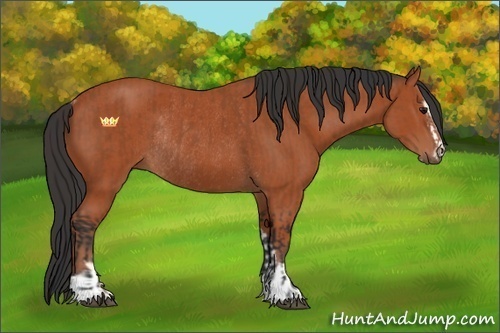 Horse Color:Bay Sabino Rabicano  and Bay Sabino Rabicano 