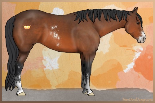 Horse Color:Bay Sabino 