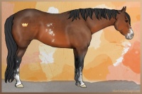 Horse Color:Bay Sabino 