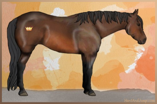 Horse Color:Bay Sabino 