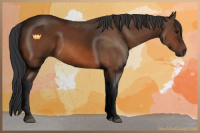 Horse Color:Bay Sabino 