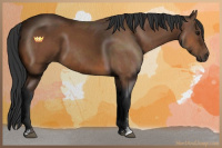 Horse Color:Bay Sabino 