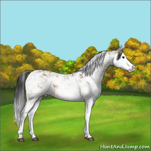 Horse Color:Bay Dun Sabino Splash 