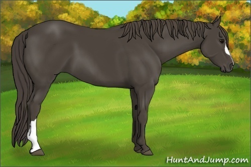 Horse Color:Smoky Black