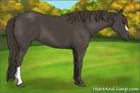 Horse Color:Smoky Black