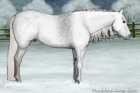 Horse Color:Gray Silver Black 