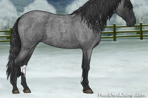 Horse Color:Blue Roan 