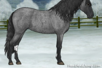 Horse Color:Blue Roan 