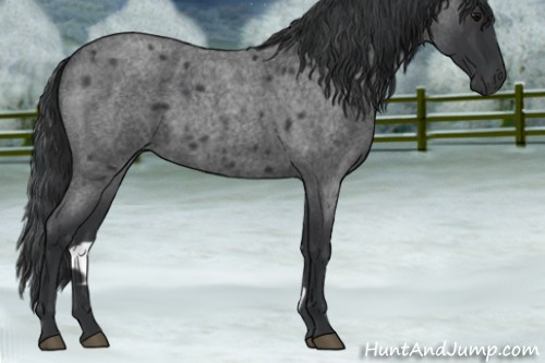 Horse Color:Blue Roan 