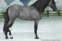Horse Color:Blue Roan 
