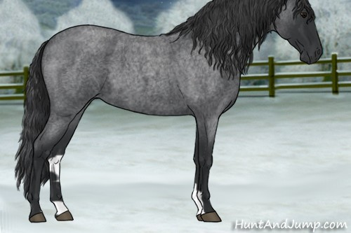 Horse Color:Blue Roan 