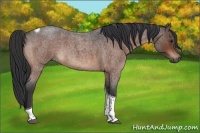 Horse Color:Brown Roan Tobiano 