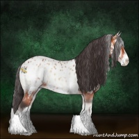 Horse Color:White Spotted Bay Onyx Appaloosa 