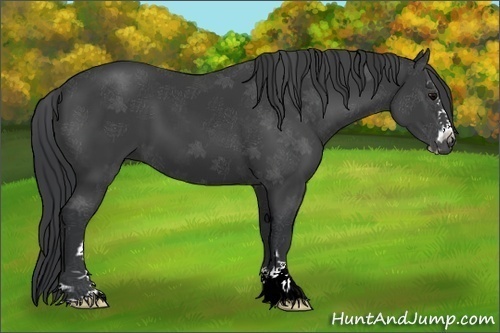 Horse Color:Black Sabino