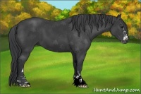 Horse Color:Black Sabino