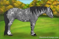 Horse Color:Black Ice Sabino