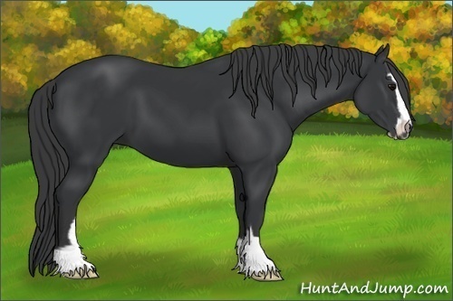 Horse Color:Black Sabino 