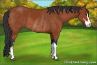 Horse Color:Bay Sabino Rabicano  and Bay Sabino Rabicano 