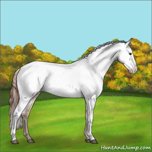 Horse Color:Brown Roan Dun Sabino Appaloosa 