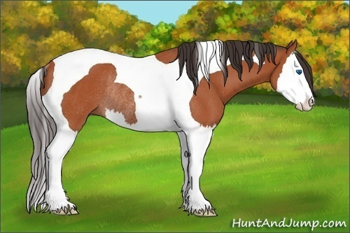 Horse Color:Bay Splash Tobiano Rabicano 