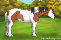 Horse Color:Bay Splash Tobiano Rabicano 