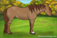 Horse Color:Gray Red Dun