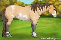 Horse Color:Buckskin Roan Frame Appaloosa