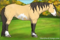 Horse Color:Buckskin Frame 