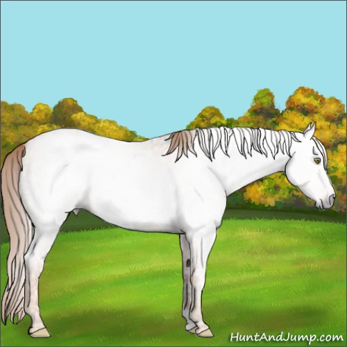 Horse Color:Gray Gold Champagne Ice Roan 