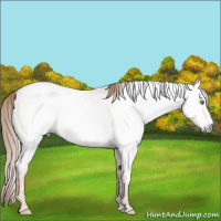 Horse Color:Gray Gold Champagne Ice Roan 