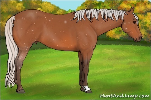 Horse Color:Silver Bay 