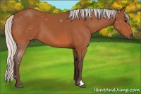 Horse Color:Silver Bay 