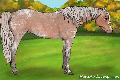 Horse Color:Silver Bay Ice Roan Rabicano 