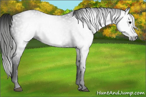 Horse Color:Gray Black Frame Rabicano 